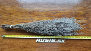 stabilizovaná rastlina