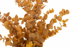 Eukalyptus